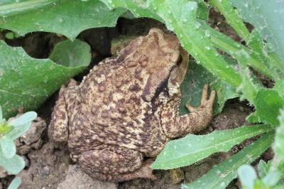 Bufo spinosus