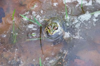 Pelophylax kl. esculentus