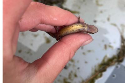 Lissotriton helveticus