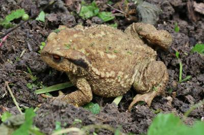 Bufo spinosus