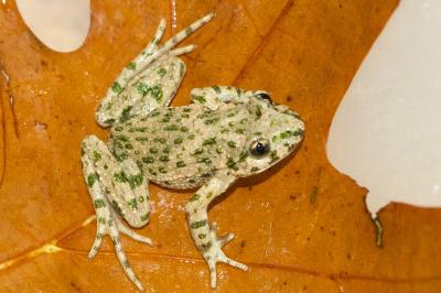 Pelodytes punctatus