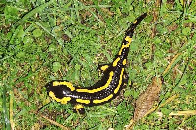 Salamandra salamandra