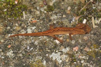 Lissotriton helveticus