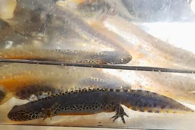 Ichthyosaura alpestris