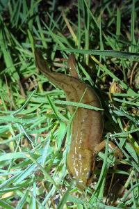 Lissotriton helveticus