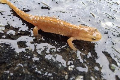 Lissotriton helveticus