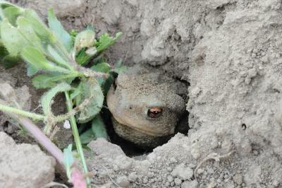 Crapaud épineux 