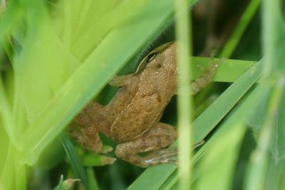 Grenouille agile