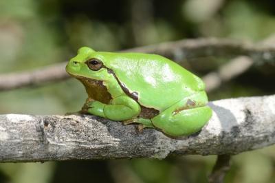 DAMOISEAU
