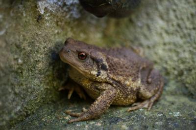 Crapaud épineux 