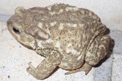 Crapaud épineux 