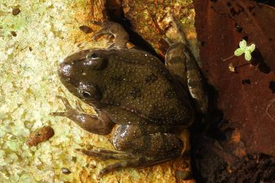 Grenouille rieuse