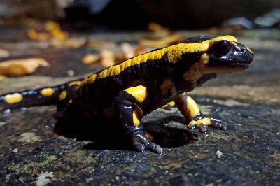 Salamandre tachetée