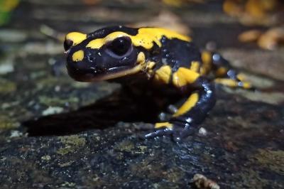Salamandre tachetée