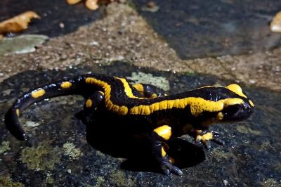 Salamandre tachetée