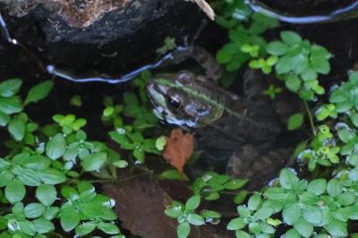Grenouille verte