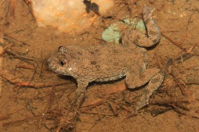 Bombina variegata