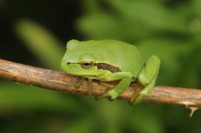 Hyla arborea