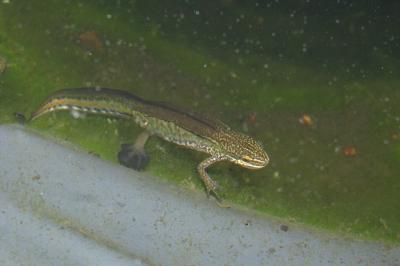 Lissotriton helveticus