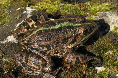 Pelophylax ridibundus