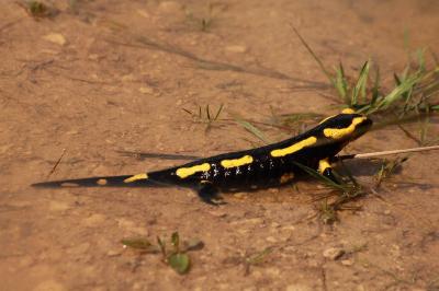 Salamandridae