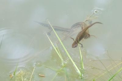 Lissotriton helveticus