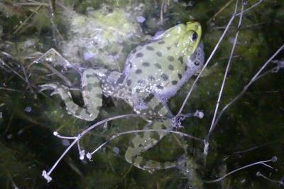 Pelophylax ridibundus