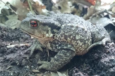 Bufo spinosus