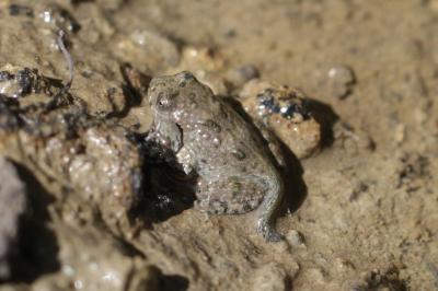 Bombina variegata