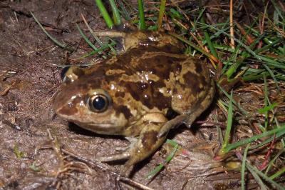 Pelobatidae