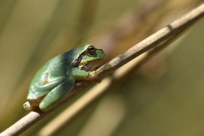 Hyla arborea