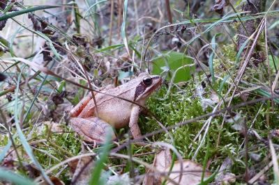 Rana dalmatina
