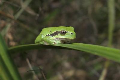 Hylidae