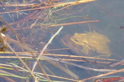 Bufo spinosus