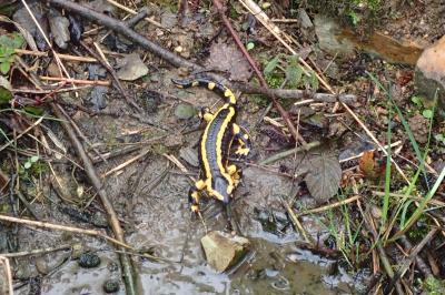 Salamandra salamandra