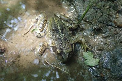 Rana temporaria