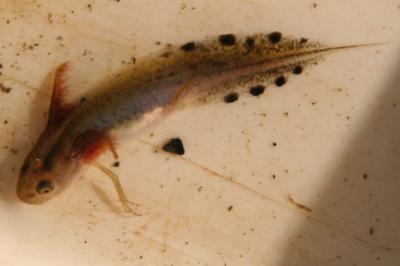 Triturus marmoratus