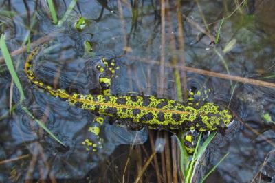 Triturus marmoratus