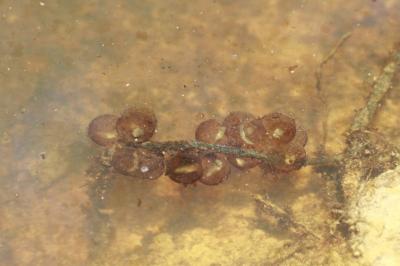 Bombina variegata