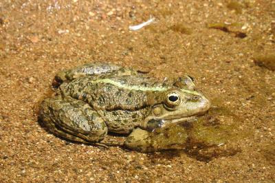 Pelophylax ridibundus