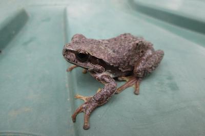 Hyla arborea