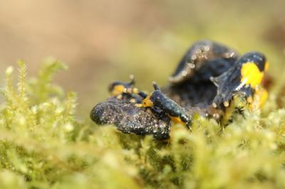 Bombina variegata