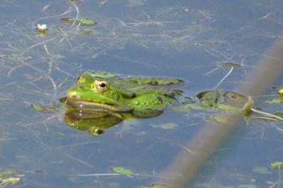 Amphibiens