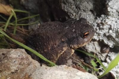 Bufo spinosus