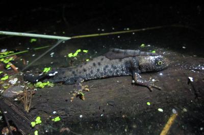 Triturus cristatus