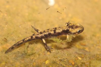 Salamandra salamandra