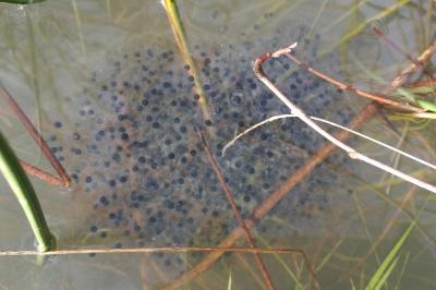 Rana dalmatina