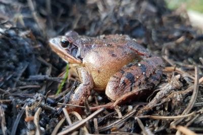 Rana dalmatina