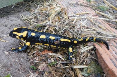 Salamandra salamandra