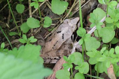 Rana dalmatina